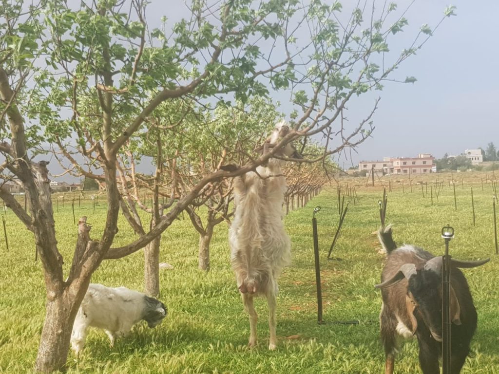 Pasture-raised goats and sheep at Lakkis Garden Pastures