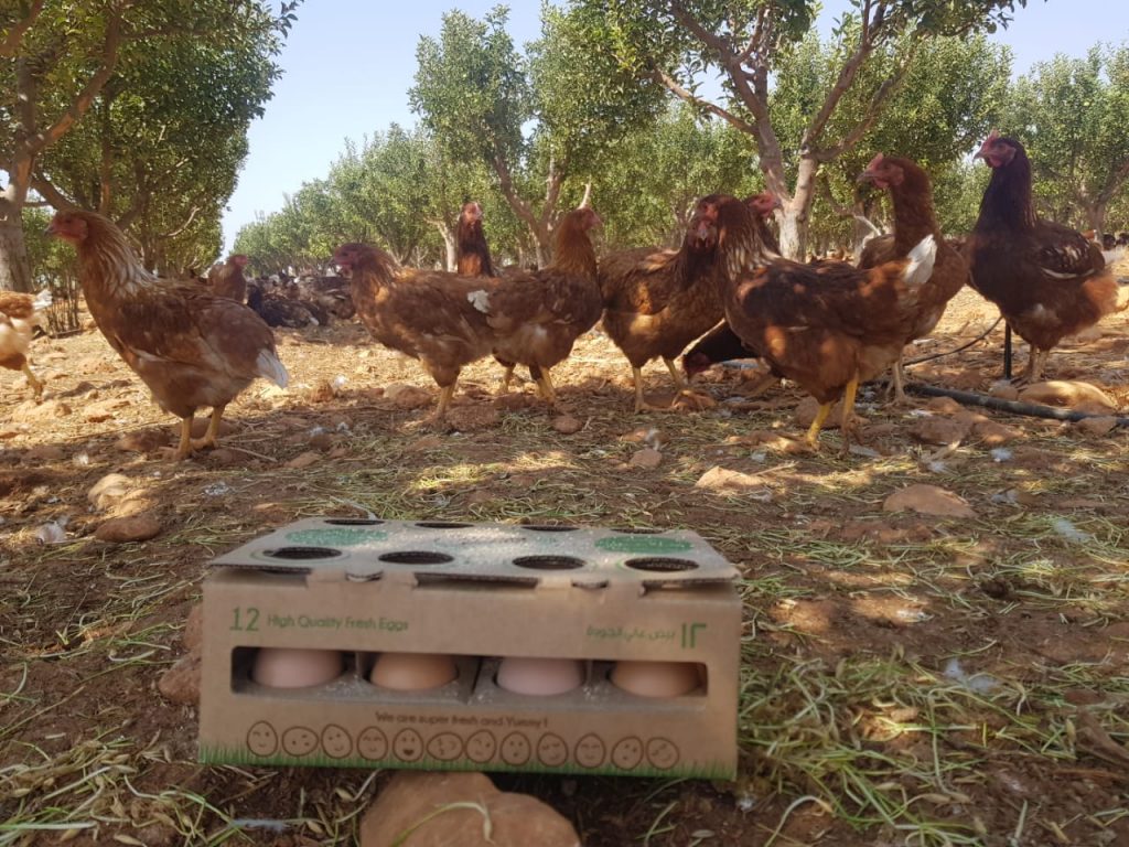 First 2 eggs laid by our beautiful chicks at Lakkis Garden pastures